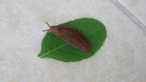 High angle view of insect on leaves