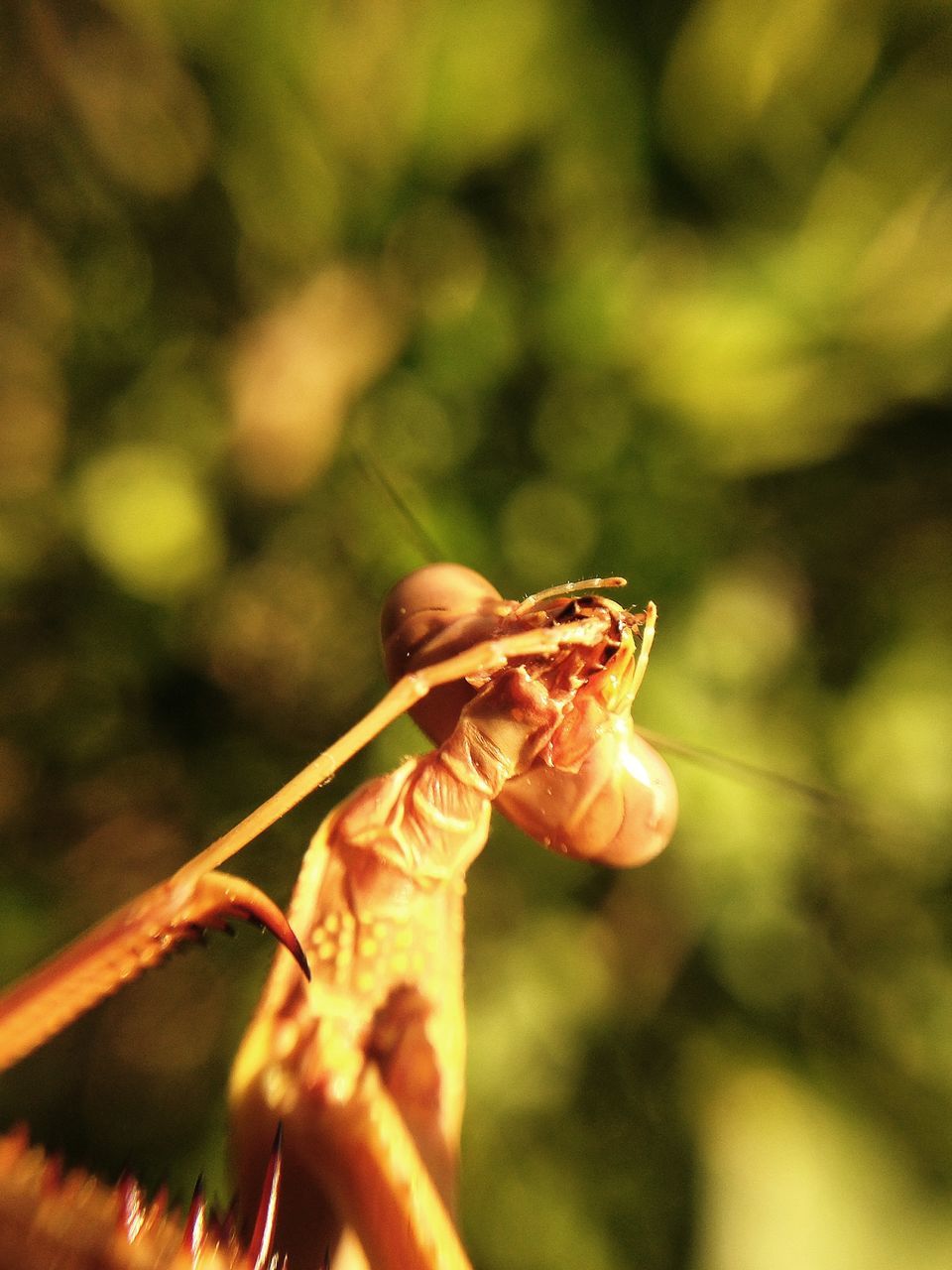 animal themes, one animal, animals in the wild, wildlife, insect, focus on foreground, close-up, selective focus, nature, outdoors, day, animal wildlife, zoology, sunlight, dragonfly, perching, side view, holding, no people, two animals