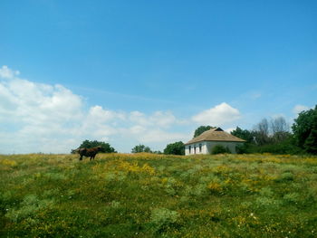 House on field by trees against sky