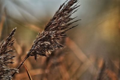 Close-up of wheat plant