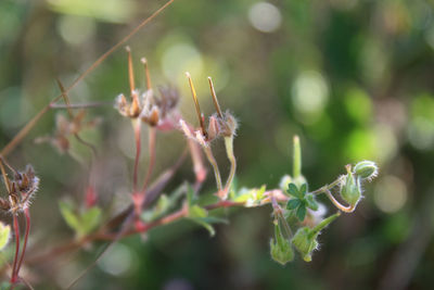 Close-up of butterfly on plant