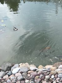 High angle view of ducks swimming in lake