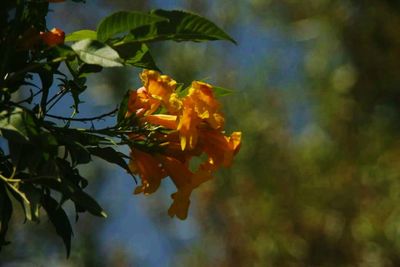 Close-up of flowers blooming outdoors