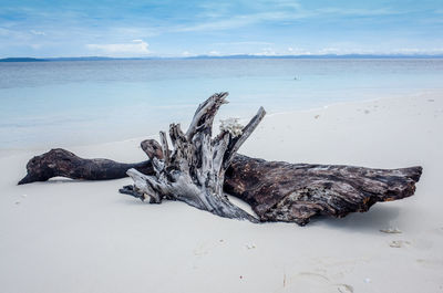 Close-up of dead tree by sea against sky