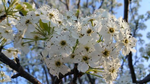 Close-up of apple blossoms in spring