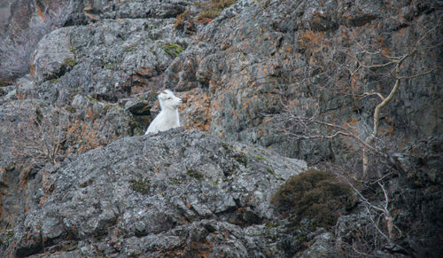 View of bird on rock
