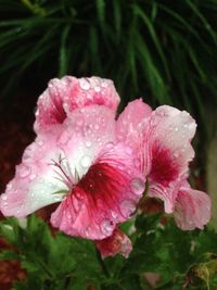 Close-up of pink flower