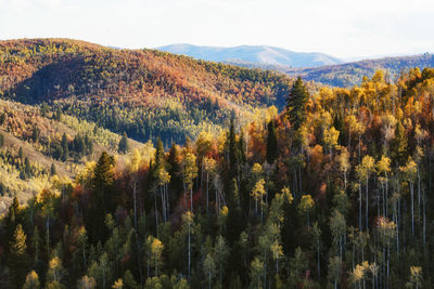 Scenic view of forest during autumn