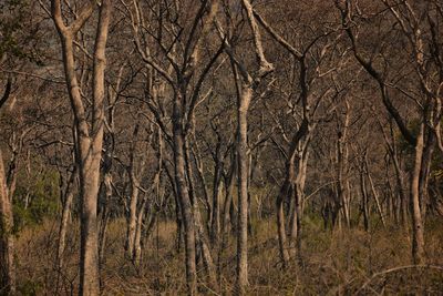 Full frame shot of bare trees in forest