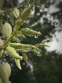 Close-up of water drops on plant