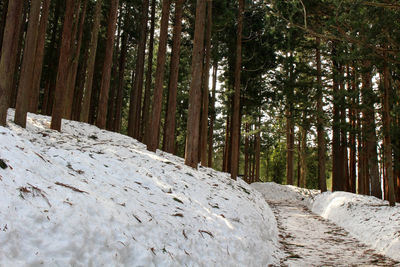 Pine trees in forest during winter