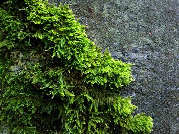 Close-up of green leaves