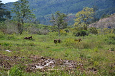 Horses in a forest