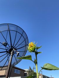 Low angle view of flowering plant against clear blue sky