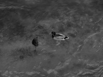 High angle view of ducks swimming in water