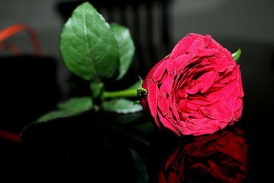 Close-up of rose blooming outdoors