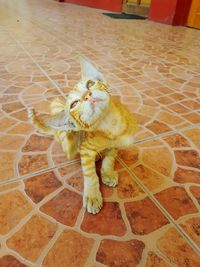 High angle view of cat on tiled floor