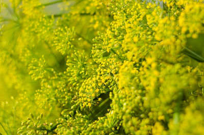 Close-up of yellow flowering plants