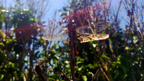 Close-up of insect on plant