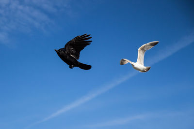 Low angle view of birds flying against blue sky