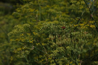 Close-up of butterfly on plant