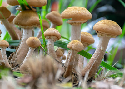 Close-up of mushrooms growing on field