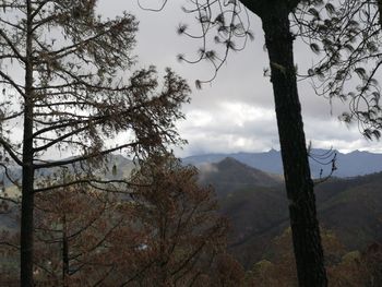 Trees on landscape against sky