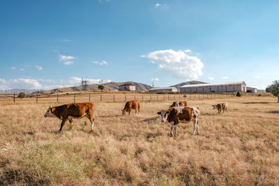 Cows on field in turkey