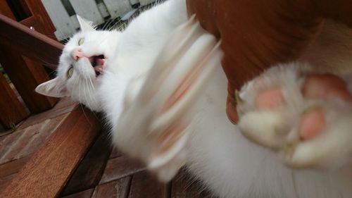 Blurred motion of cats fighting on floor at home