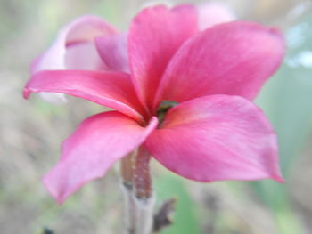 Close-up of pink flower blooming outdoors