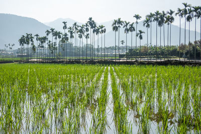 Scenic view of rice field against sky