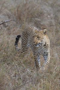 Full length of a cat on field