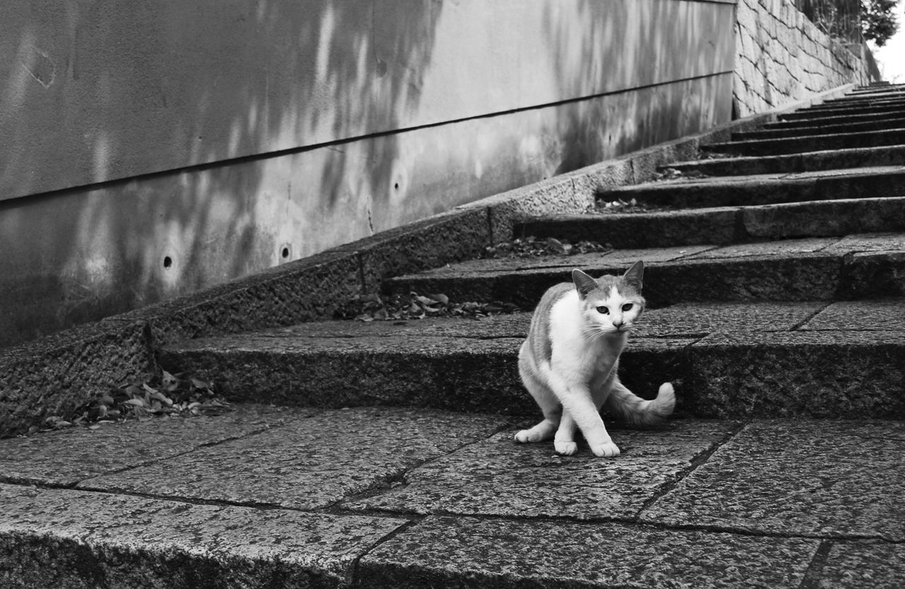 one animal, animal themes, pets, mammal, domestic animals, domestic cat, sitting, dog, cat, steps, looking away, feline, full length, built structure, sunlight, portrait, relaxation, outdoors, stray animal