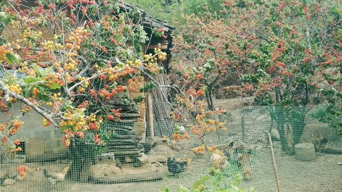 High angle view of flowering plants by trees in forest