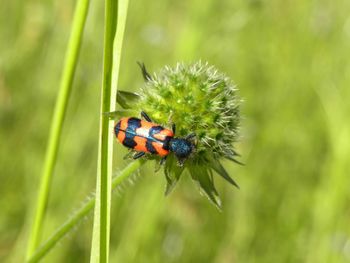 Close-up of ladybug on plant