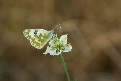 Close-up of butterfly pollinating on flower