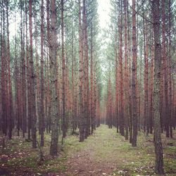 Trees in forest