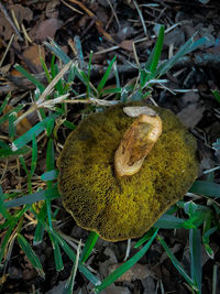 High angle view of mushroom growing on field