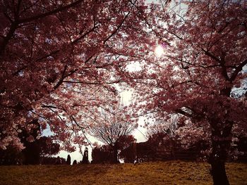 Low angle view of trees against sky