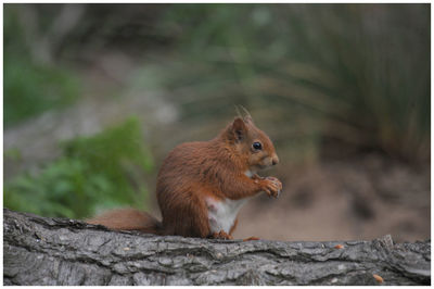 Close-up of squirrel on wood