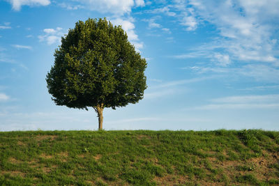 Tree on field against sky