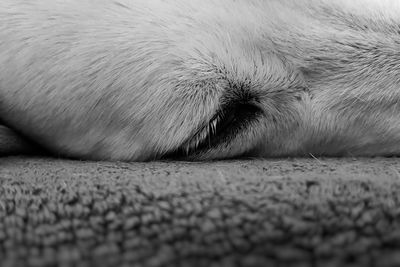 Close-up of dog sleeping on rug