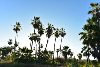 Low angle view of coconut palm trees against clear blue sky