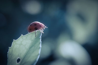 Close-up of insect on leaf