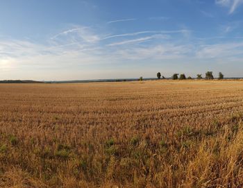 Scenic view of agricultural field against sky