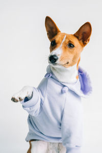 Portrait of dog standing against white background