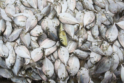 Full frame shot of fish for sale