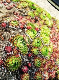 Plants growing on a tree