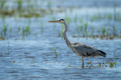 Gray heron in lake