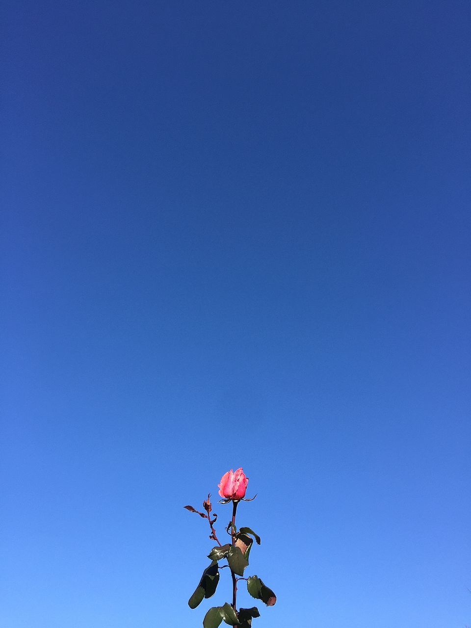 copy space, clear sky, blue, low angle view, nature, red, beauty in nature, growth, studio shot, day, flower, no people, outdoors, cut out, fragility, freshness, leaf, sunlight, plant, tranquility